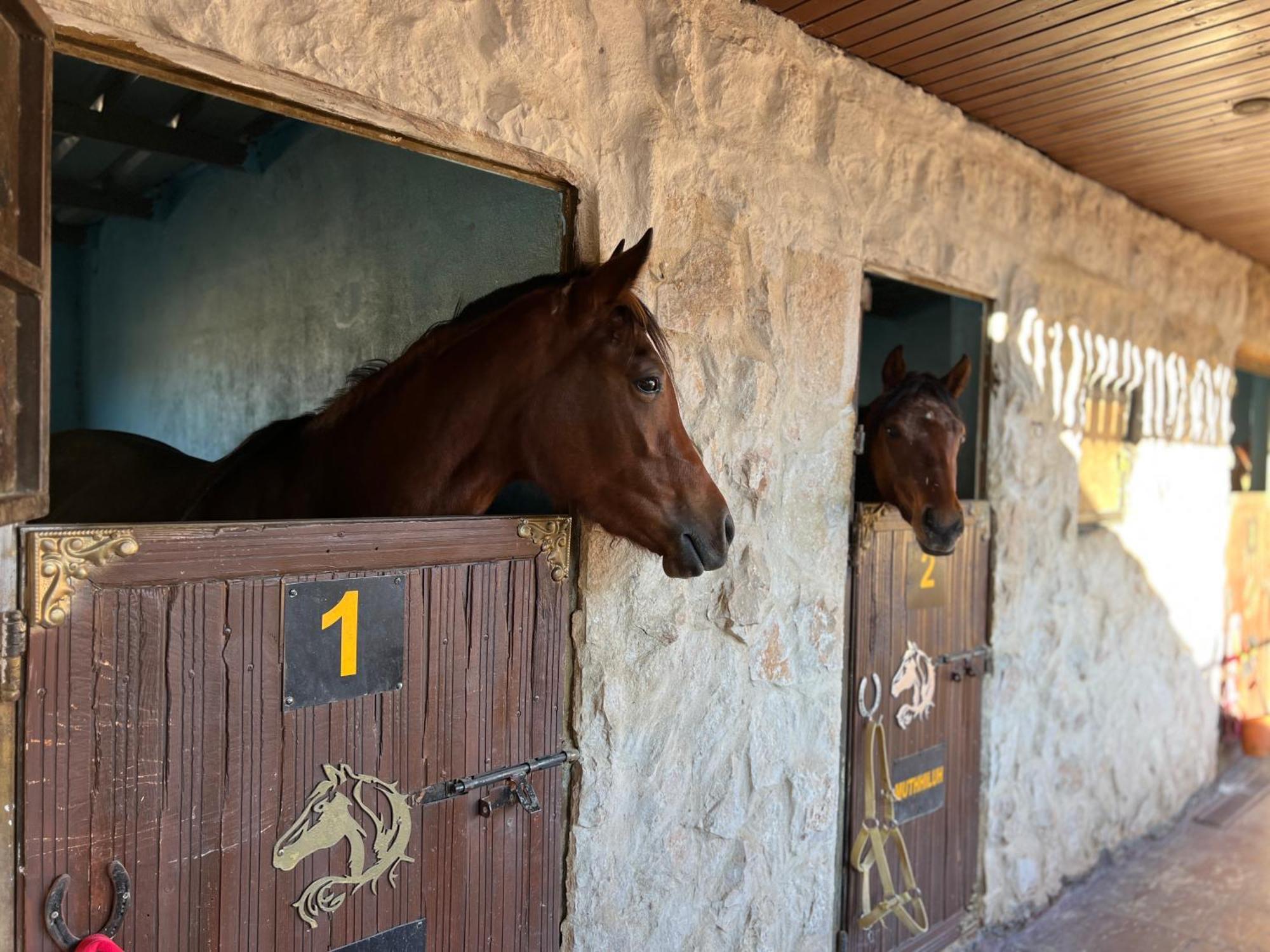 Petra Royal Ranch Panzió Vádi Músza Kültér fotó